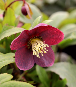 Helleborus Viv Victoria