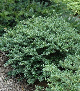 Helleri Holly