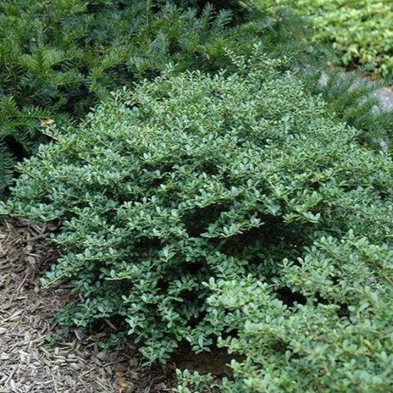 Helleri Holly in a mixed shrub bed