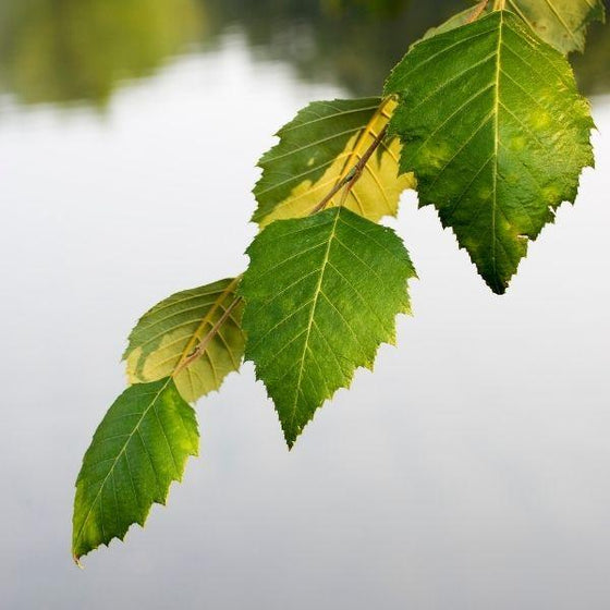 dura heat birch tree green leaves close up