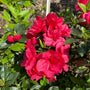 Blooming Azalea Hershey Reds with its nice green foliage