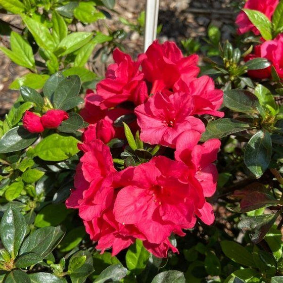 Blooming Azalea Hershey Reds with its nice green foliage