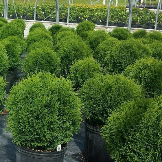 Hetz Midget Globe Arborvitae shrubs for sale in black nursery pots