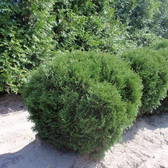 Hetz Midget Globe Arborvitae evergreen shrub used in landscape