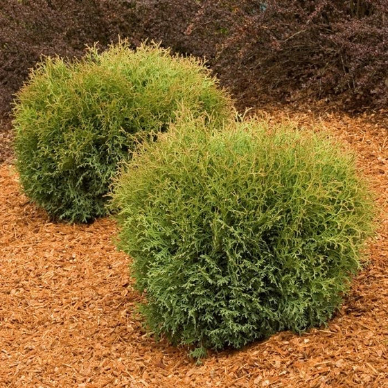 bright green foliage of Hetz Midget Globe Arborvitae shrub