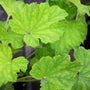 close up of vibrant green autumn bride heuchera