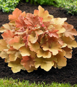 Heuchera Caramel