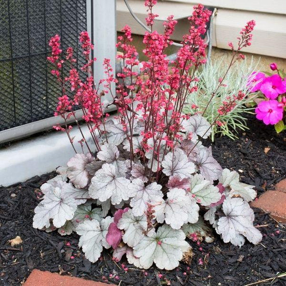 heuchera coral bells dolce silver gumdrop plant with pink flowers and silver-purple foliage