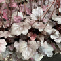close up of heuchera dolce silver gumdrop silver-purple leaves with stems