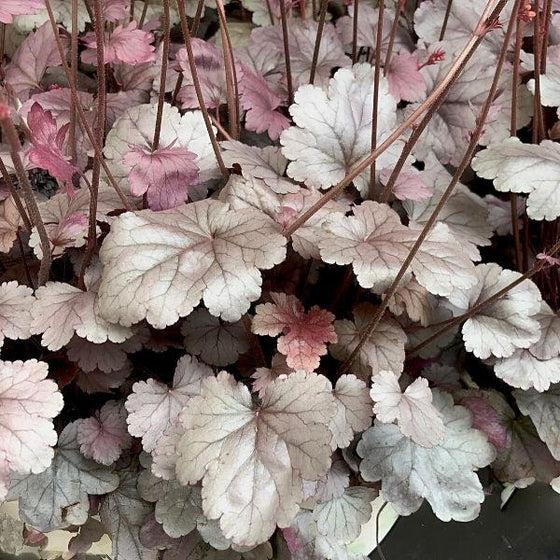close up of heuchera dolce silver gumdrop silver-purple leaves with stems