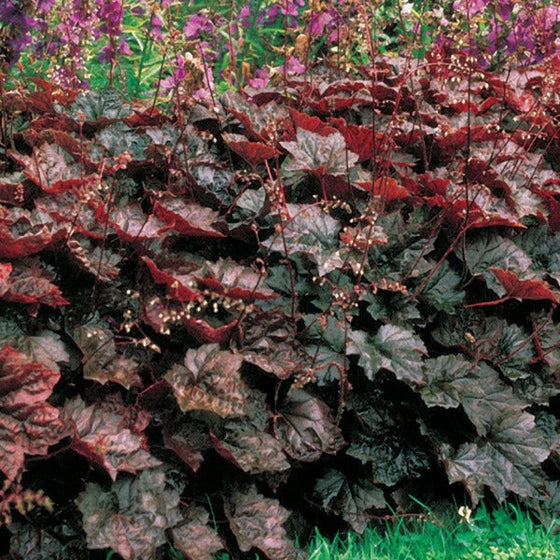 Flowering palce purple heuchera
