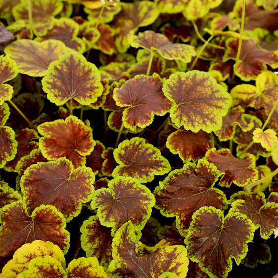 solar eclipse heuchera