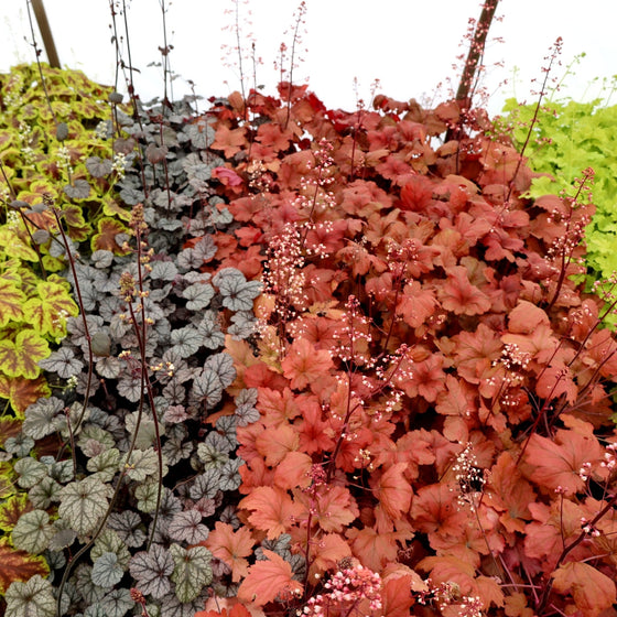 unique blooms on sweet tea heuchera