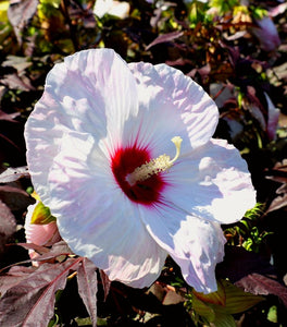 Hibiscus Head over Heels Blush