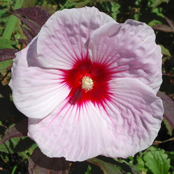 Dinner-plate sized flowers of Hibiscus Kopper King