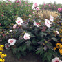 Hibiscus Kopper King in the landscaping