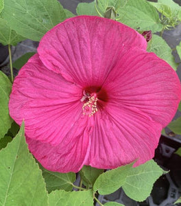 Hibiscus Luna Rose