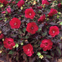 Hardy hibiscus midnight marvel red flowers