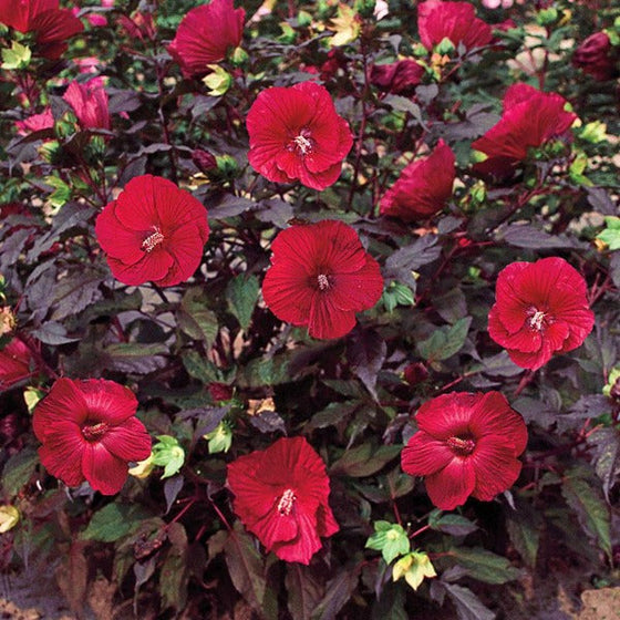 Hardy hibiscus midnight marvel red flowers