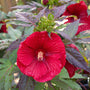Close-up red flowers hibiscus midnight marvel