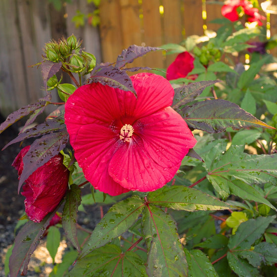 tropical red flowers hardy hibiscus midnight marvel