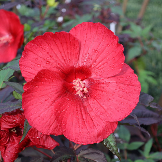 close up midnight marvel hibiscus