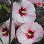 close up of hibiscus rose mallow perfect storm