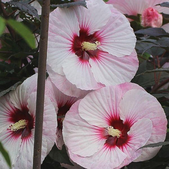 close up of hibiscus rose mallow perfect storm