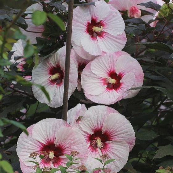 perfect storm hibiscus light pink flowers with deep rose center