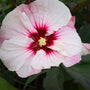 close up of summerific perfect storm hibiscus