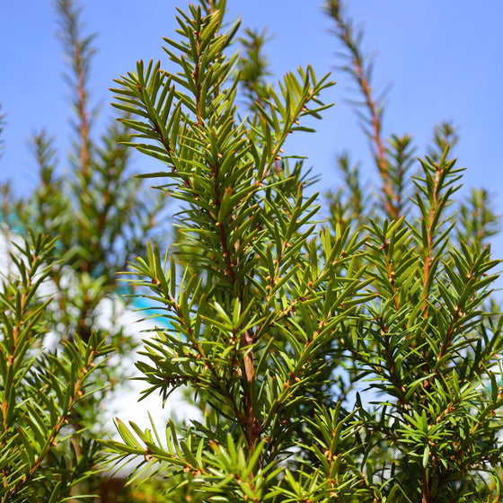 hicks yew evergreen foliage