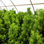 vibrant new growth on hicks yew shrubs