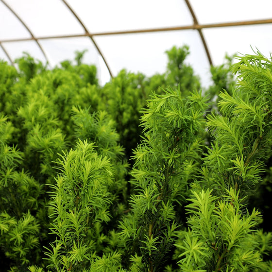 vibrant new growth on hicks yew shrubs
