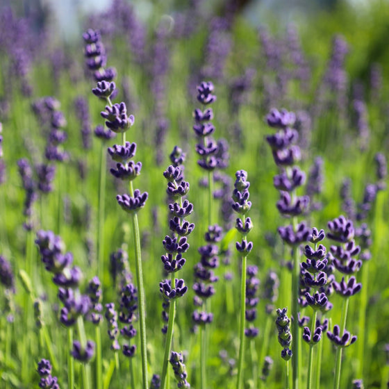 vibrant and fragrant purple flower buds of lavender hidcote atop neon green stems