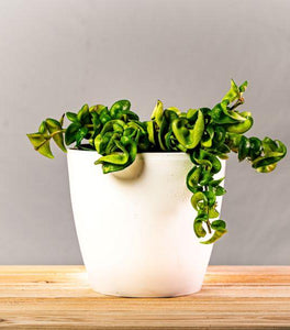 Hindu Rope Plant