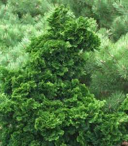 Hinoki Cypress Gracilis