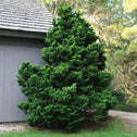false cypress nana gracilis