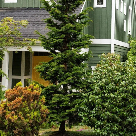 slender hinoki false cypress