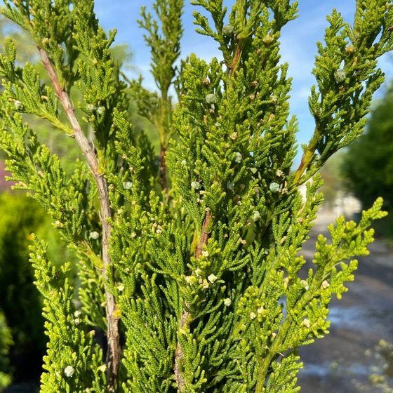 Hollywood Juniper evergreen Leaf with berries
