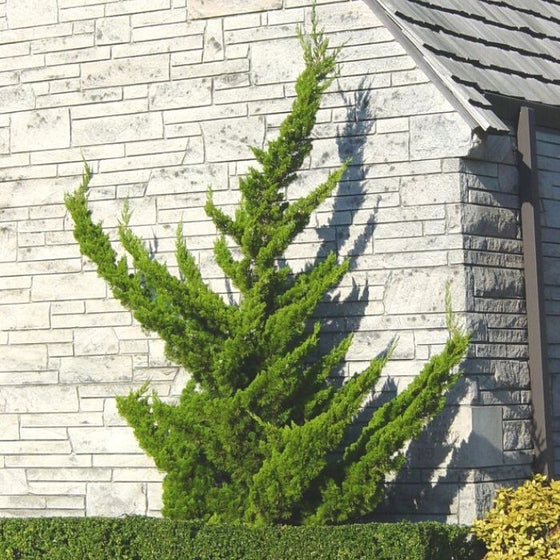 Hollywood Juniper Specimen Tree