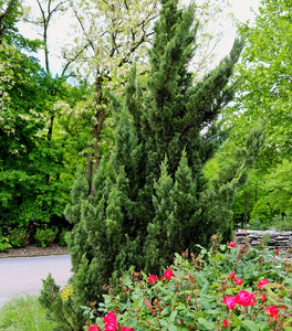 Hollywood Juniper