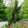 hollywood juniper in the landscape