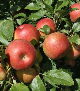 Honeycrisp Apple Tree