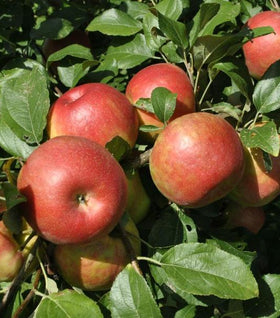 Honeycrisp Apple Tree