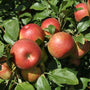 Beautiful and delicious Honey Crisp Apples