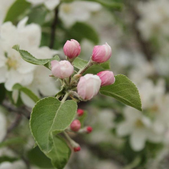 Wonderful pink tinged blossoms of Honeycrisp Apple trees