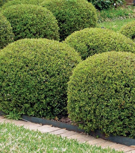 Hoogendorn Holly