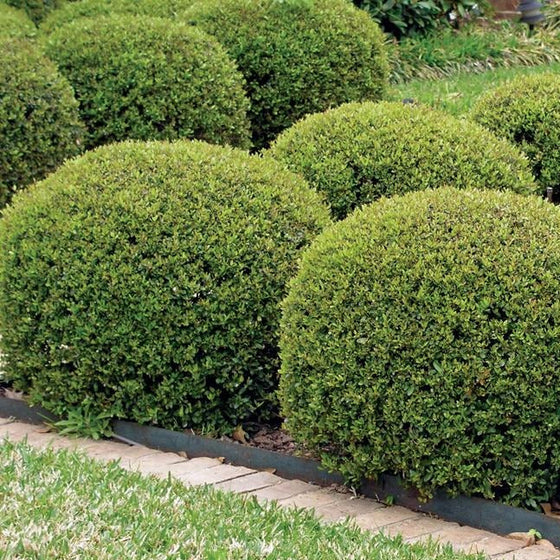 Hoogendorn holly shrubs trimmed