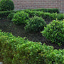 Hoogendorn holly shrubs