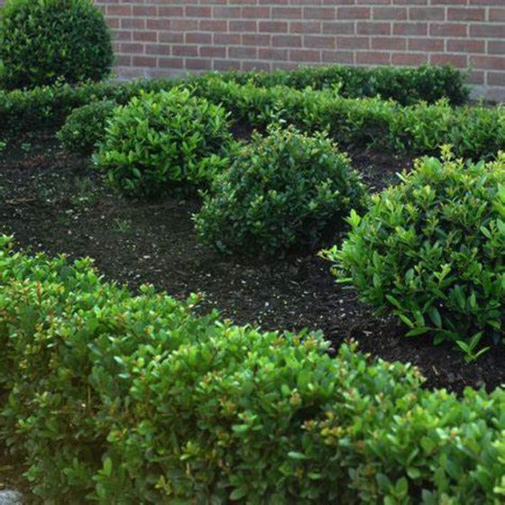 Hoogendorn holly shrubs